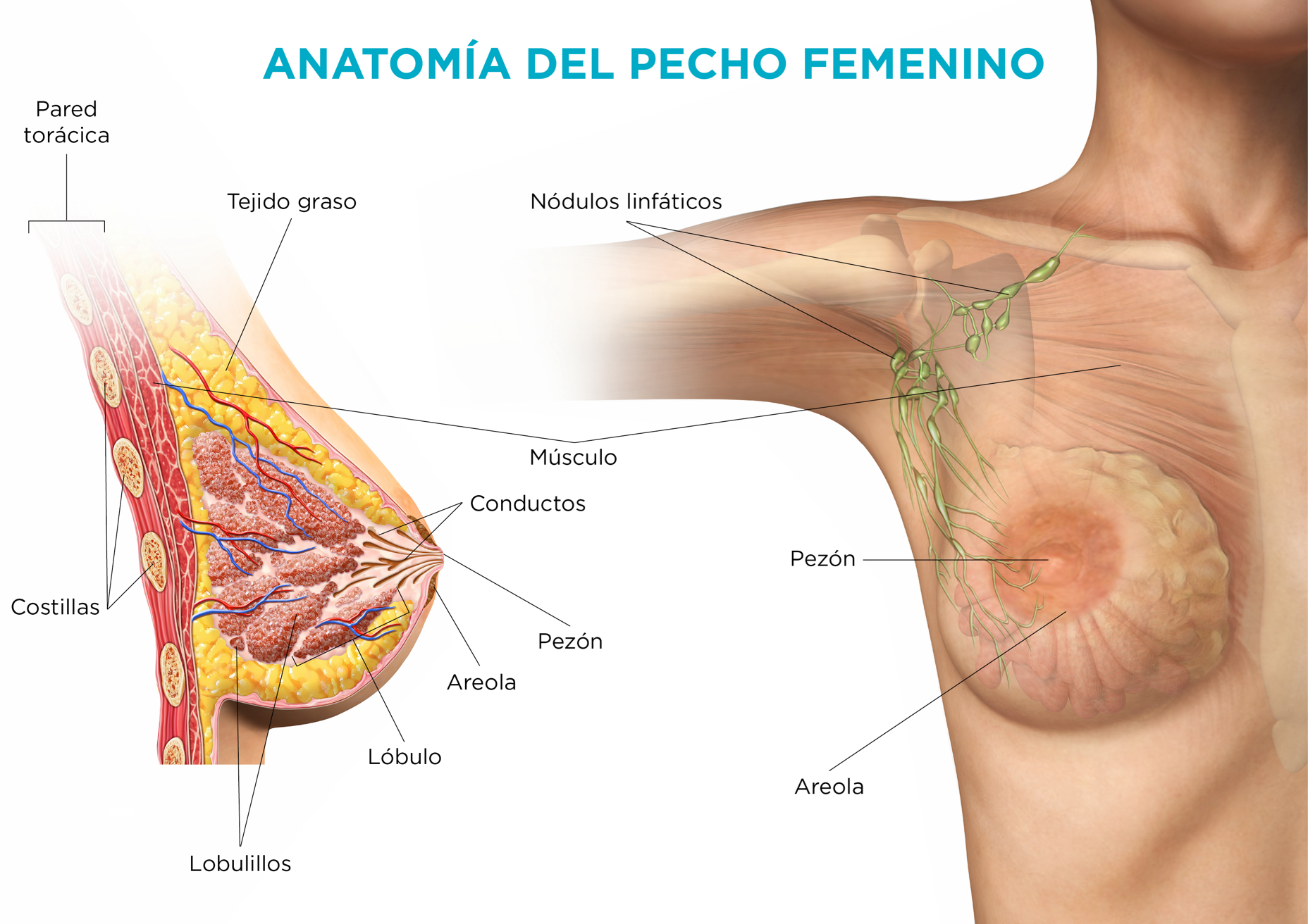 Infografía de la anatomía del pecho femenino humano con la explicación de cada una de las partes que conforman el seno